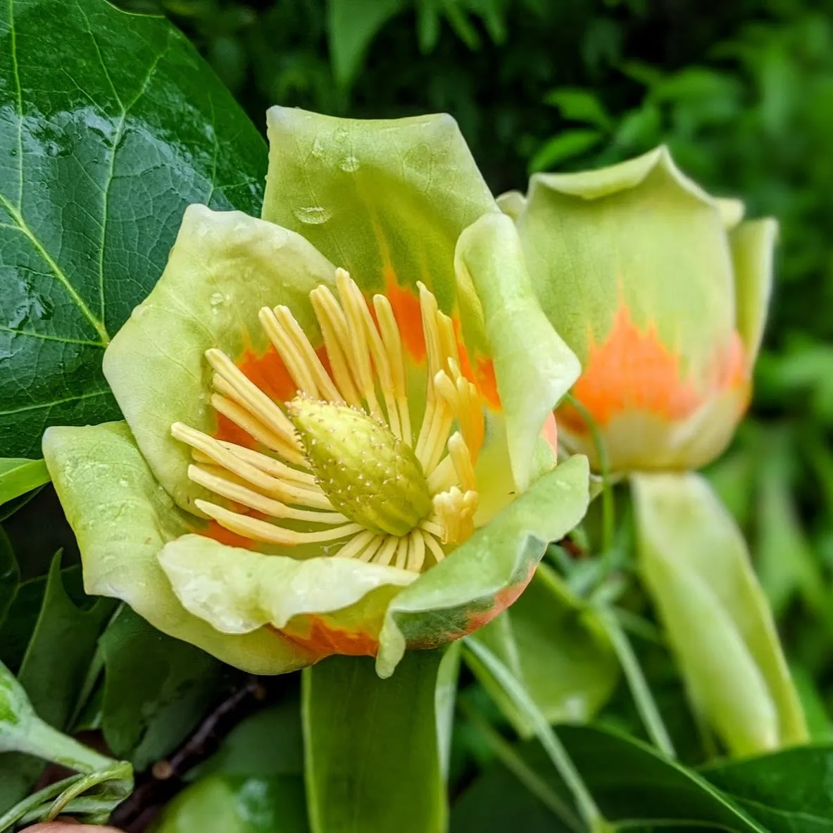 TULIP POPLAR - EYESHADOW