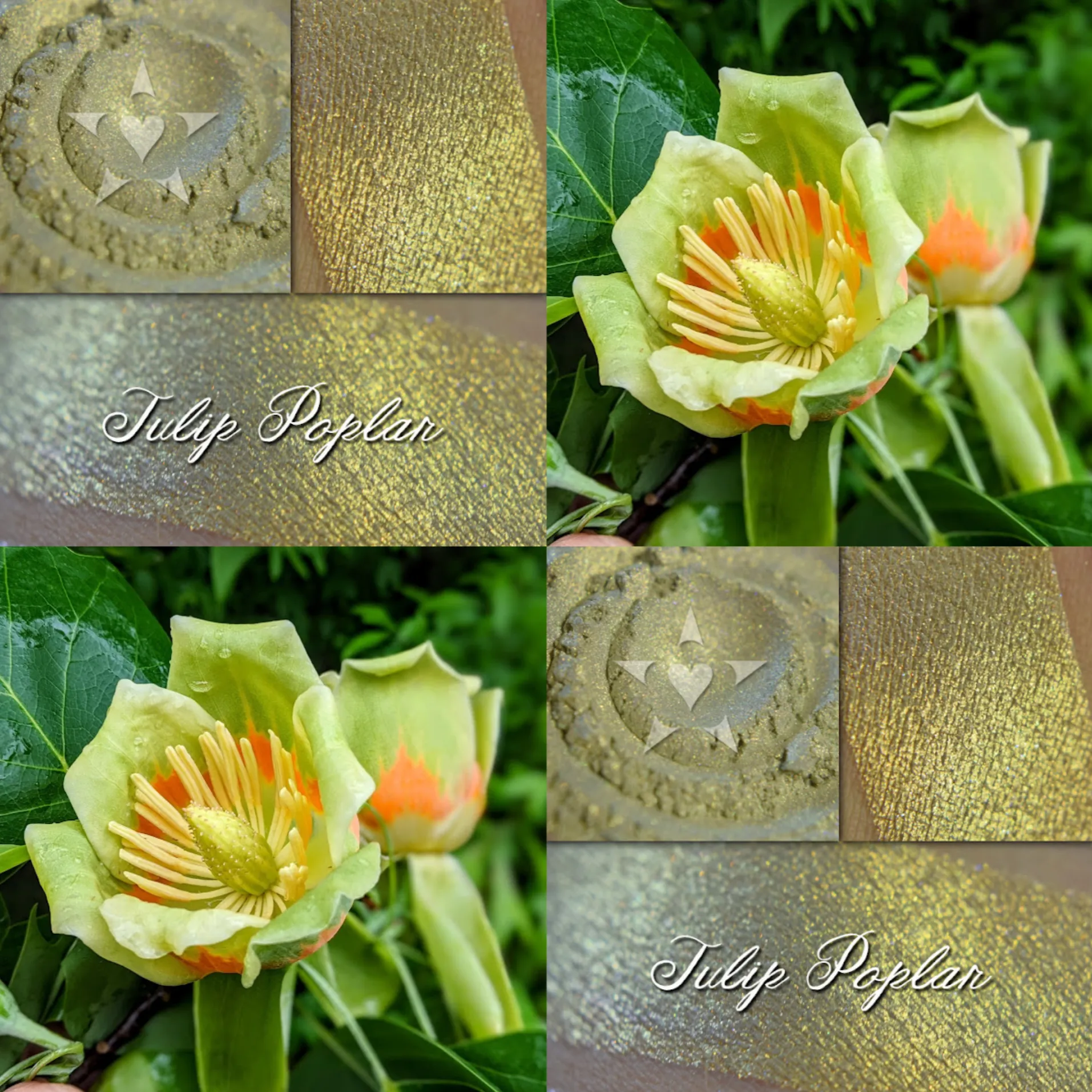 TULIP POPLAR - EYESHADOW